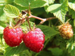 aviečių priežiūra