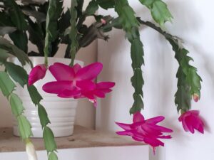 dekabristo priežiūra