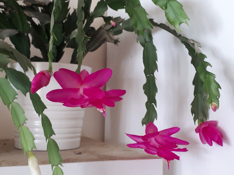 dekabristo priežiūra