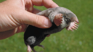 kurmio išvarymas iš sklypo