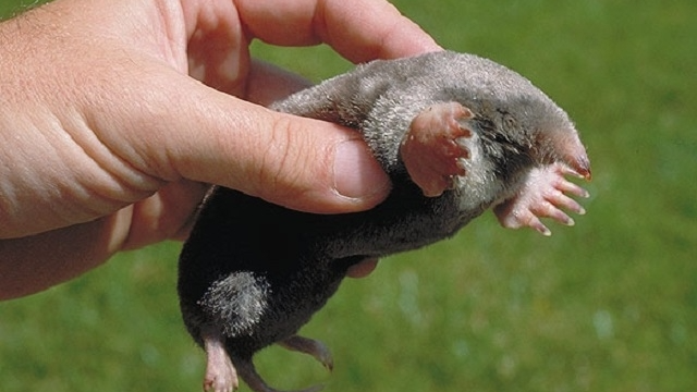 kurmio išvarymas iš sklypo